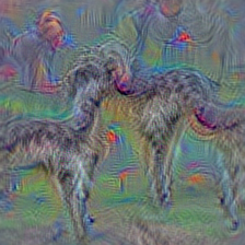 n02091831 Saluki, gazelle hound